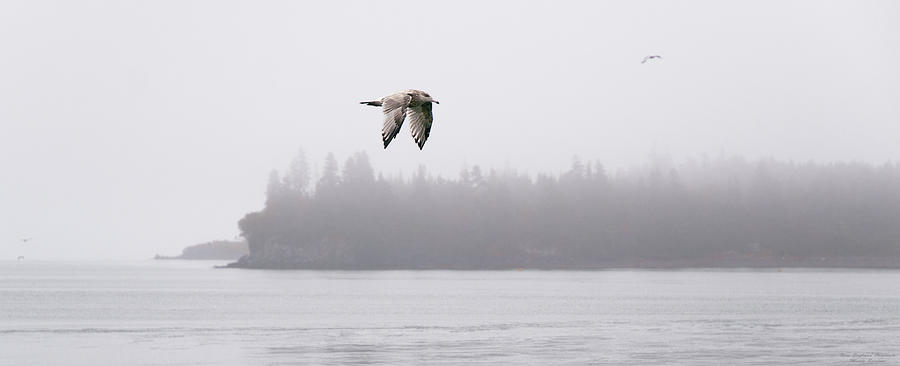 Gull in Flight Photograph by Marty Saccone
