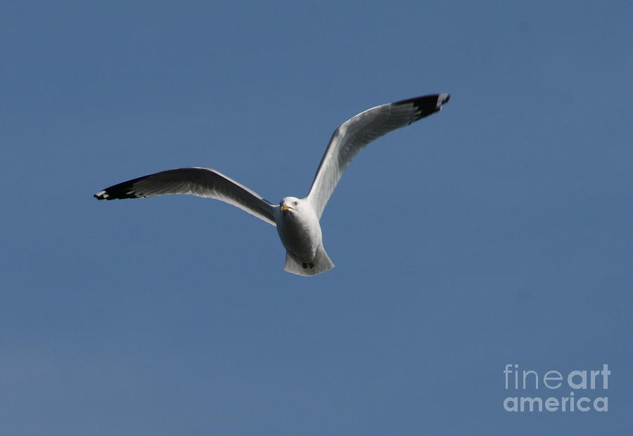 Gull in Flight Photograph by Neal Eslinger