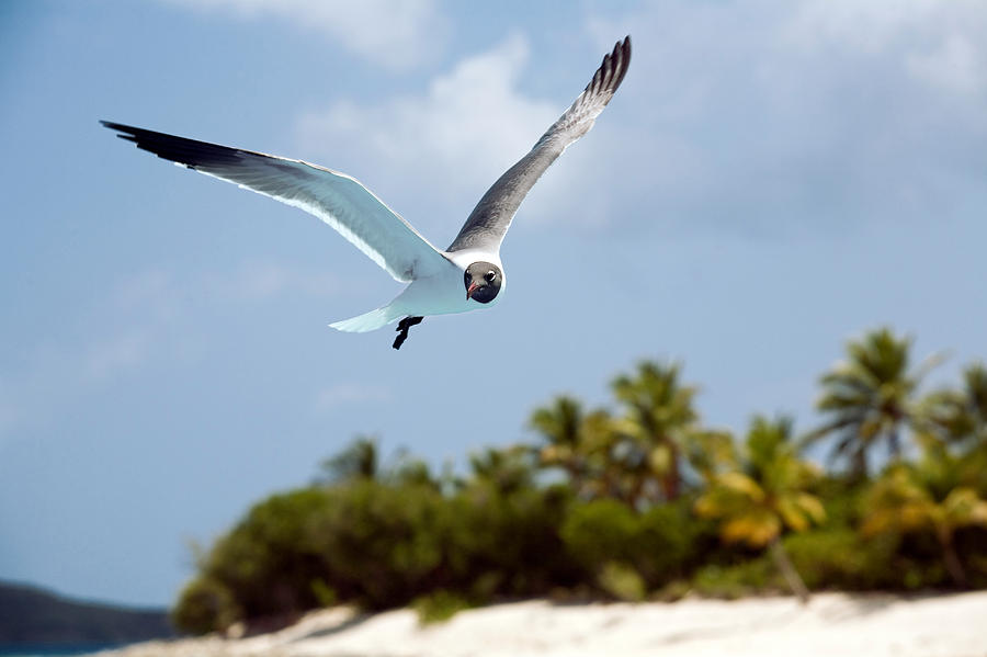 Bird Photograph - Gull in Flight by Susan Degginger