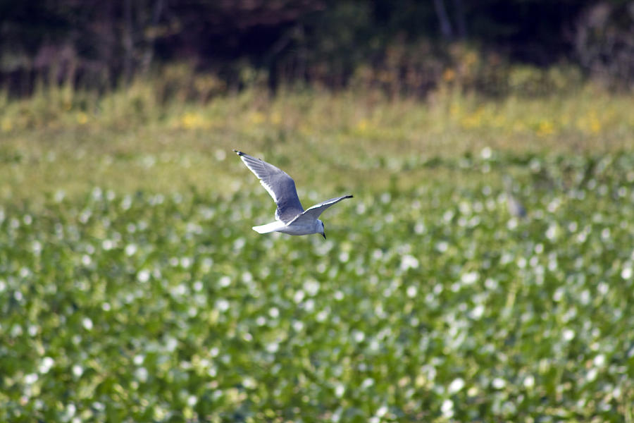 Bird Photograph - Gull in Flight by Terry Thomas