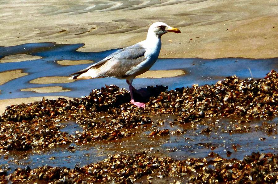 Gull In Pink Suede Feet Photograph by A L Sadie Reneau