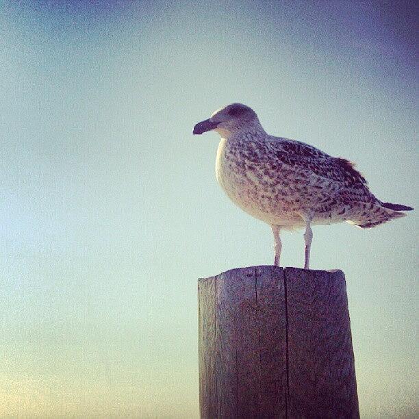 Wildlife Photograph - Gull In The Late Afternoon Light by Rachel Waters