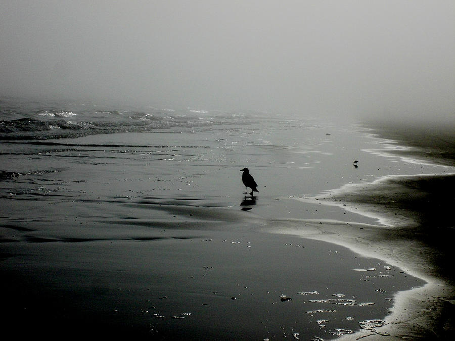 Black And White Photograph - Gull in the Mist by Shere Crossman