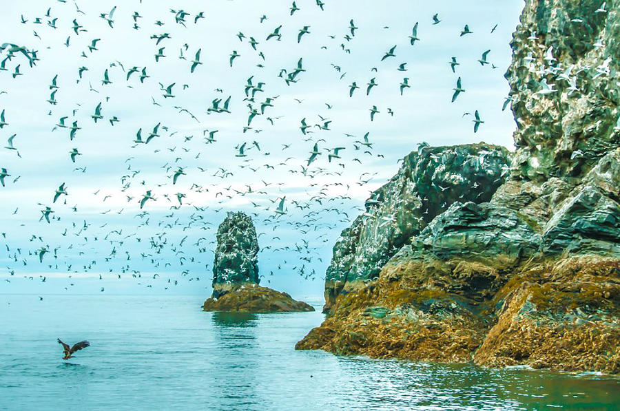 Gull Island Photograph by Debra  Miller