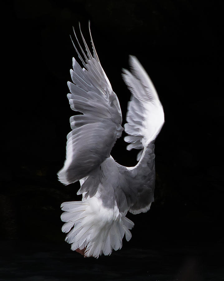 Gull Magic Photograph by Mark Little
