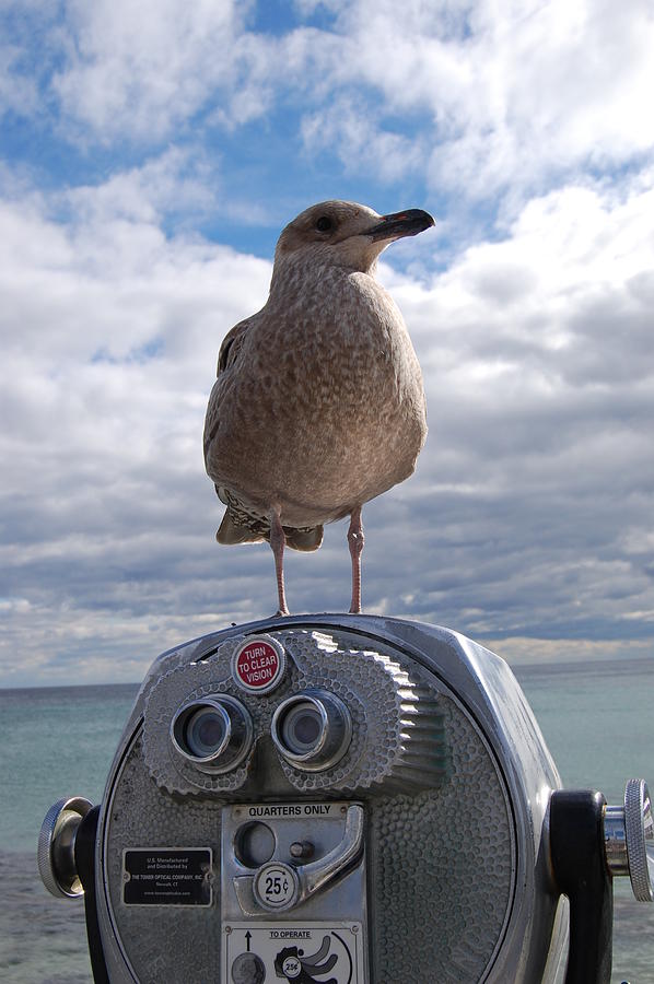Gull Photograph by Mim White