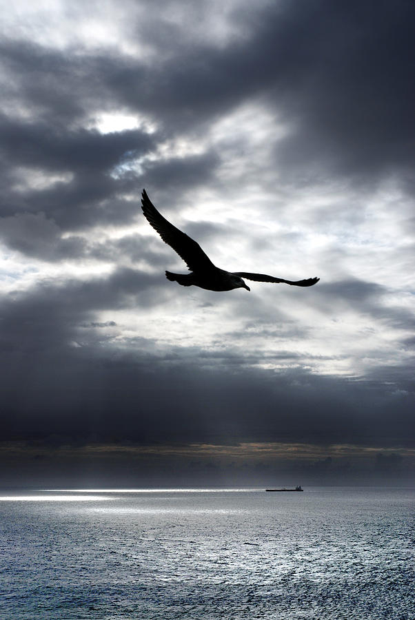 Seagull Photograph - Gull by Mark Rogan