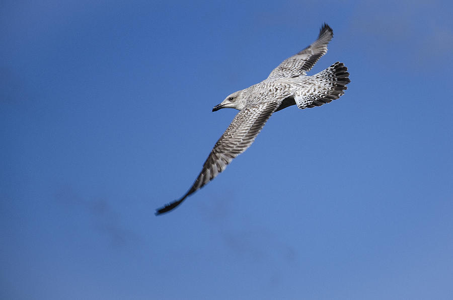 Seagull Photograph - Gull by Martina Fagan