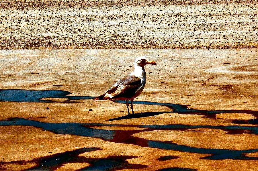 Gull Mirage Photograph by A L Sadie Reneau