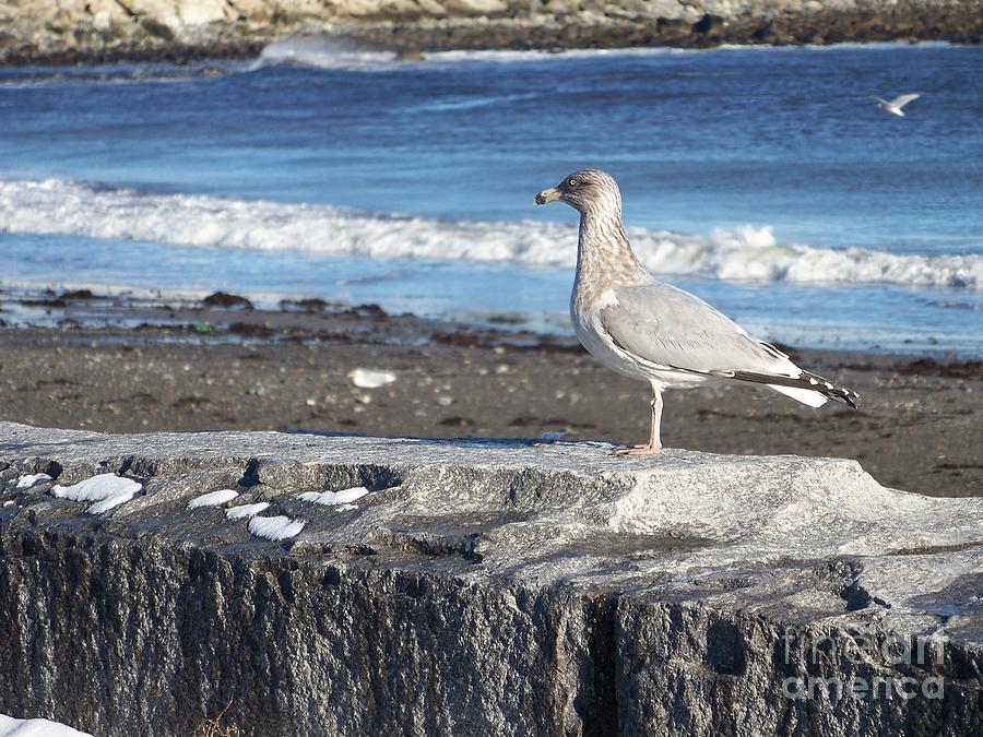 Granite State Seagull Photograph by Eunice Miller
