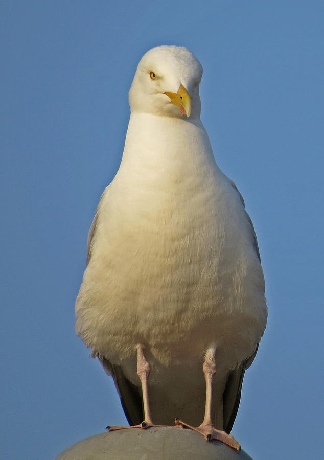 Gull on Guard Photograph by John Topman