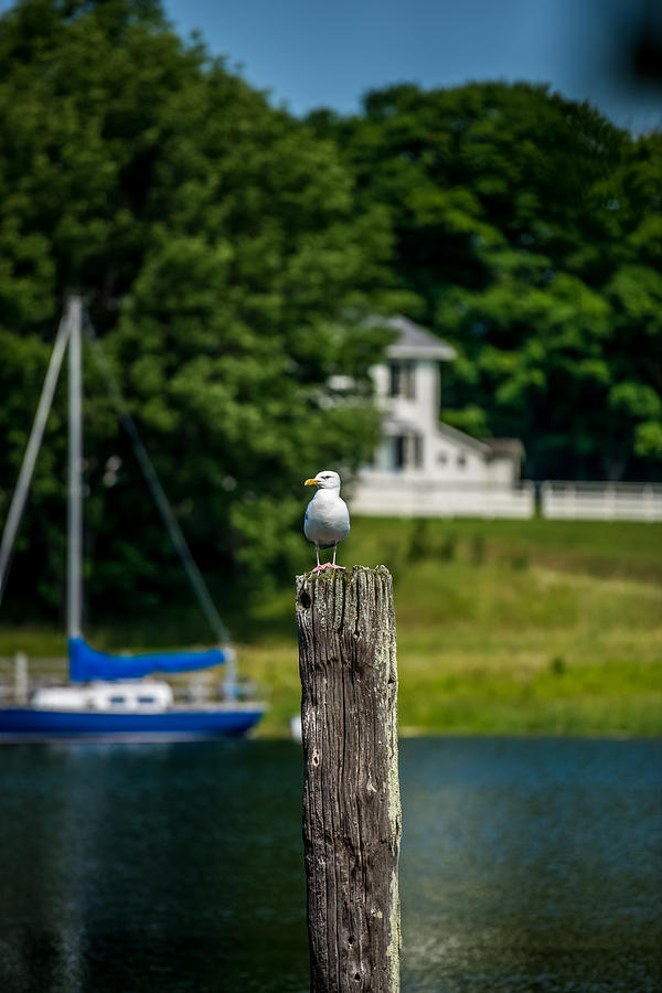 Gull on Piling Photograph by Paul Freidlund