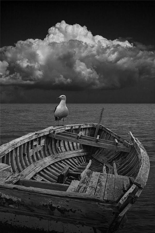 Gull on Shipwrecked Boat Photograph by Randall Nyhof