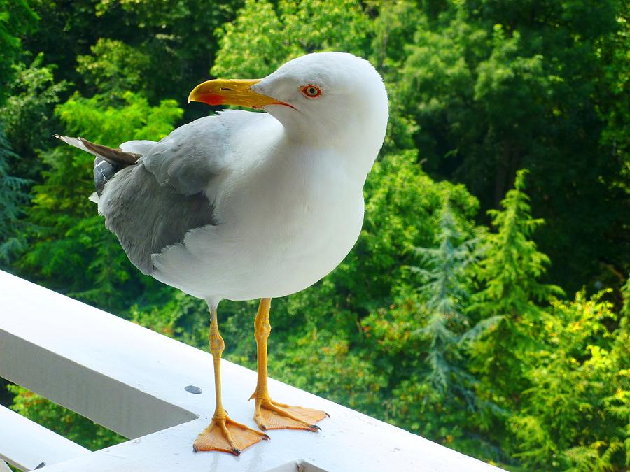 Gull on the balcony Photograph by Rumiana Nikolova