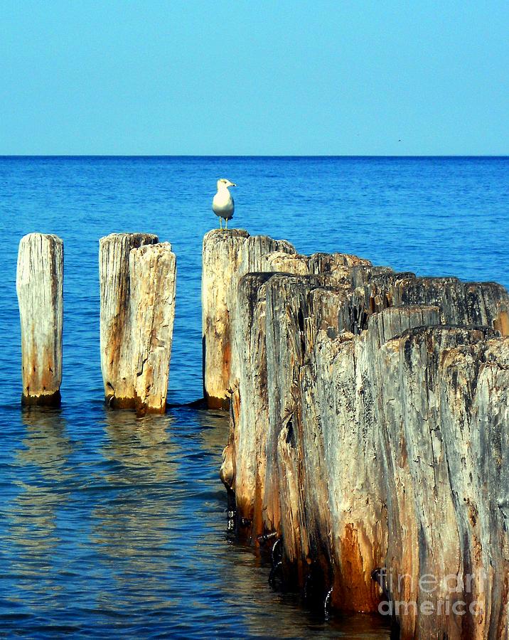 Gull on the Pier Photograph by Desiree Paquette