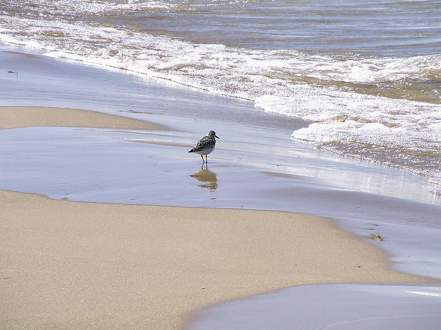 Gull on the Shore Photograph by Richard Gregurich