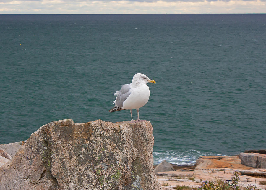 Gull on Watch Photograph by Kirkodd Photography Of New England