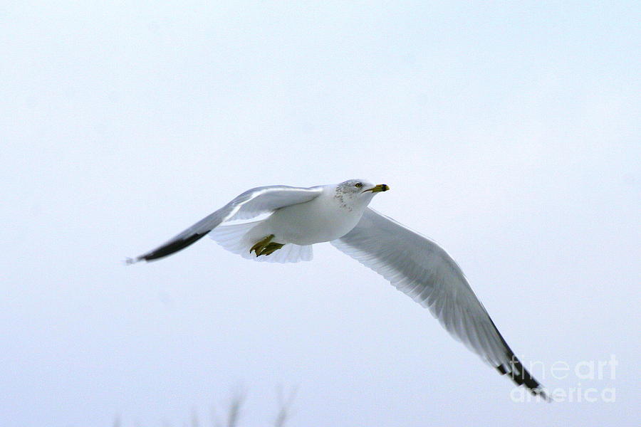 Seagull Photograph - Gull on White by Neal Eslinger