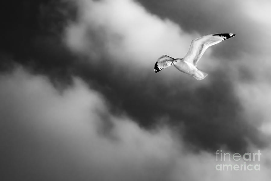 Gull On Winter Sky BW Photograph by Michael Arend