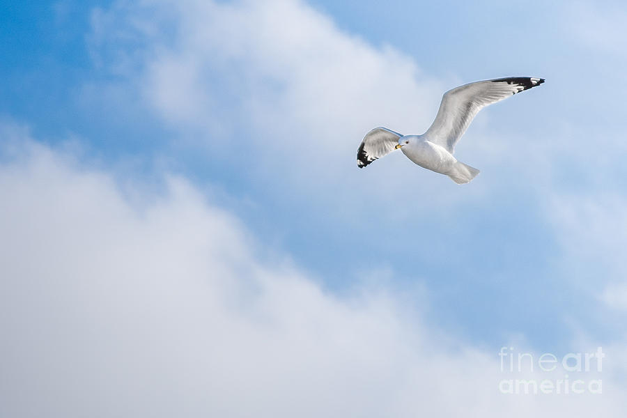 Gull On Winter Sky  Photograph by Michael Arend
