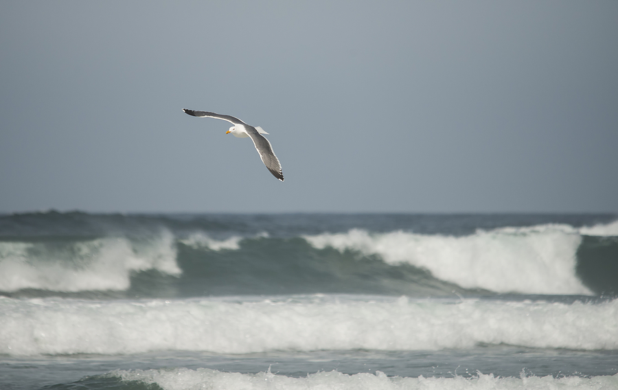 Gull Over Breakers Photograph by Loree Johnson
