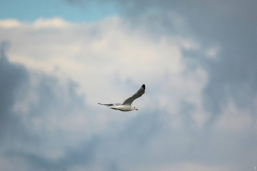 Bird Photograph - Gull Over Paris Landing by Jai Johnson