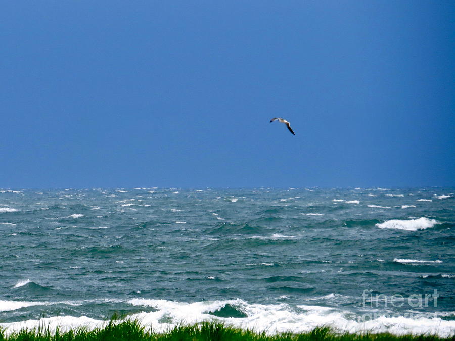 Gull Over The Ocean  Photograph by Nancy Patterson