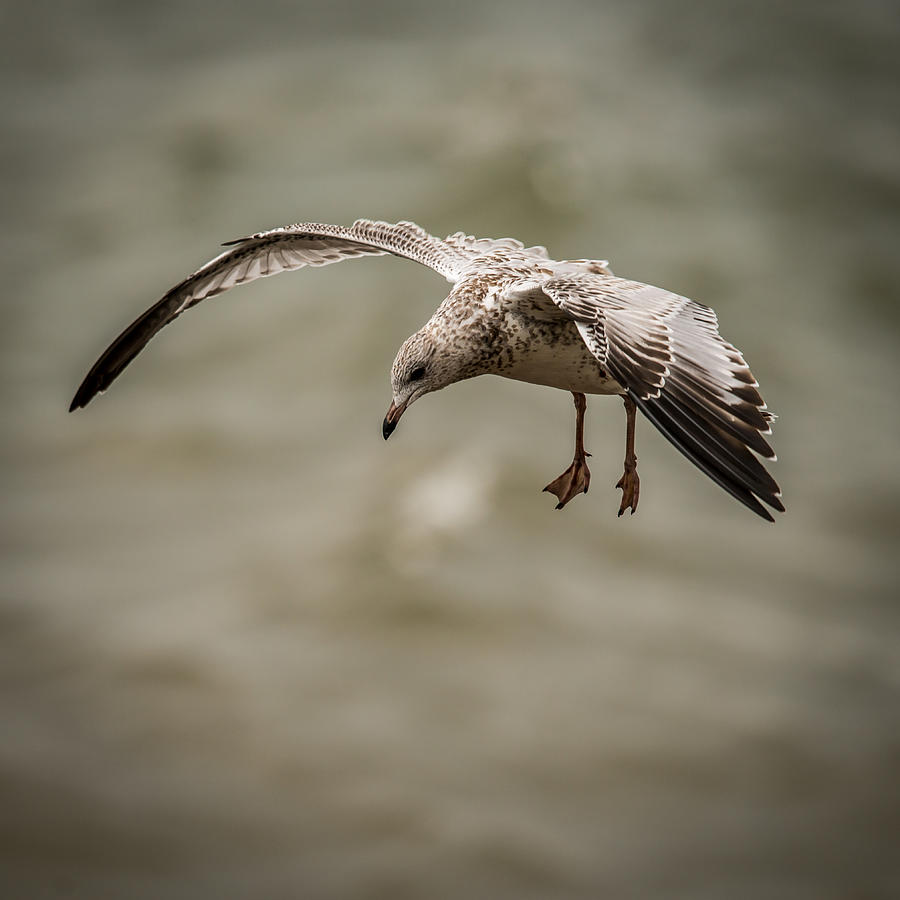 Gull Photograph by Paul Freidlund