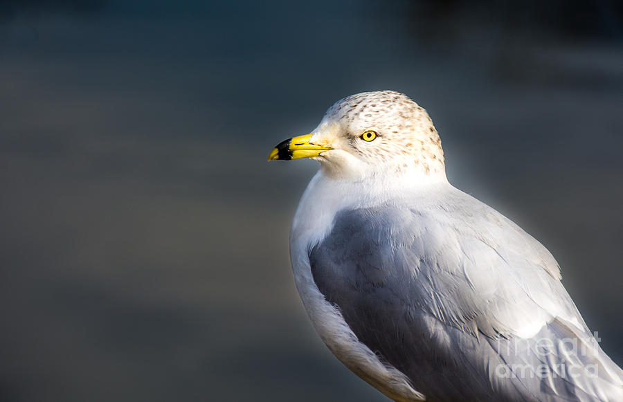 Seagull Photograph - Gull Portrait by Kathy Liebrum Bailey