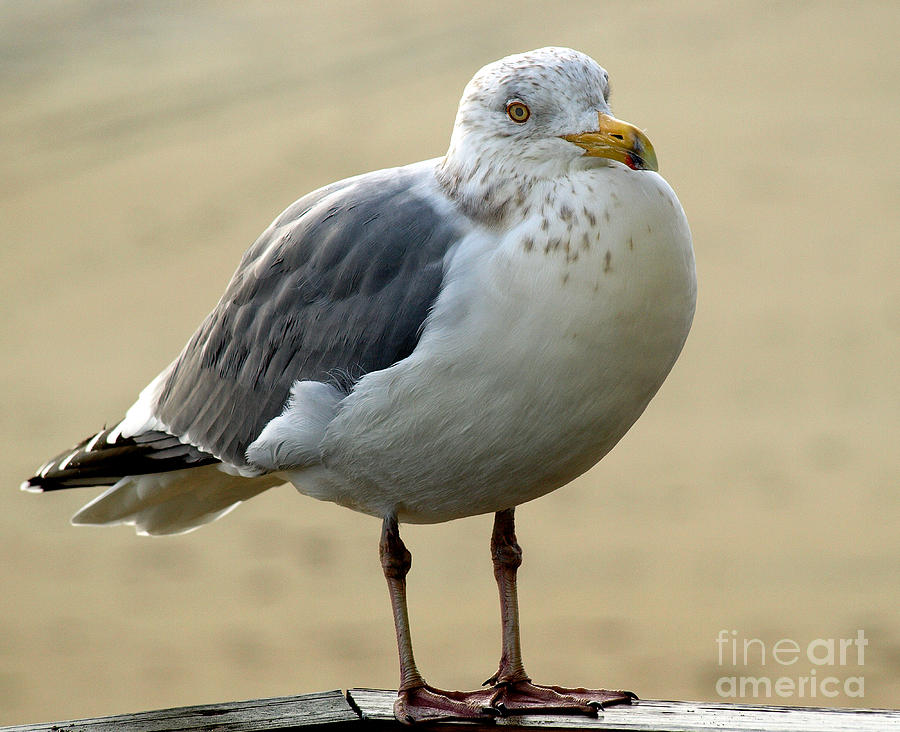 Gull Portrait Photograph by Raymond Earley