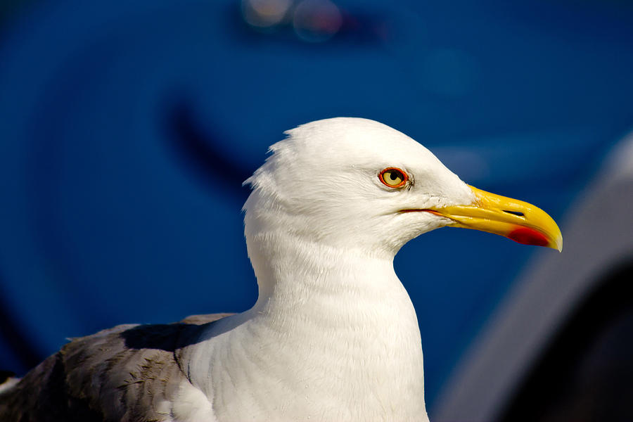 Gull posing Photograph by Brch Photography