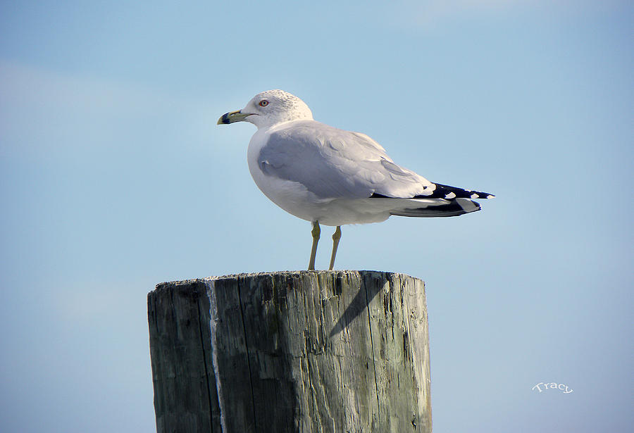 Gull Post Photograph by Tracy Mendez - Fine Art America