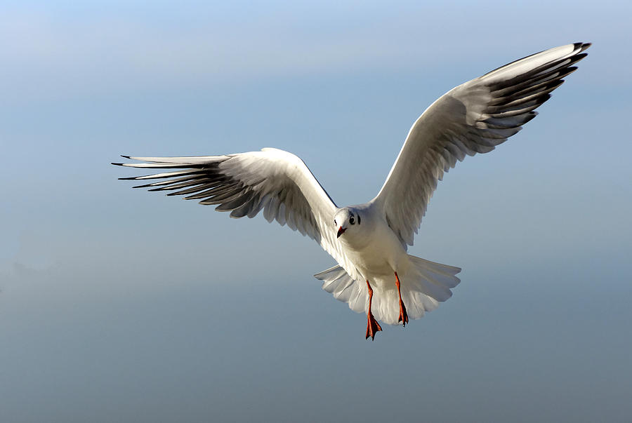 Seagull Photograph - Gull by Rene Schuiling