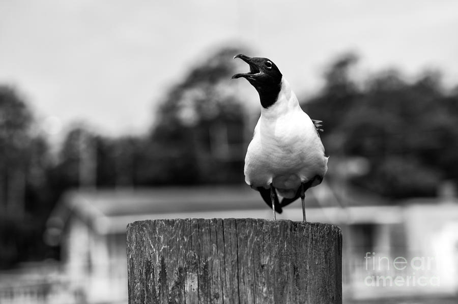 Gull Scream mono Photograph by John Rizzuto