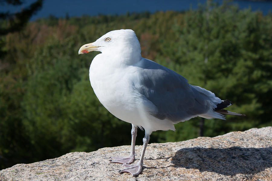 Gull Sentry Photograph by Kirkodd Photography Of New England