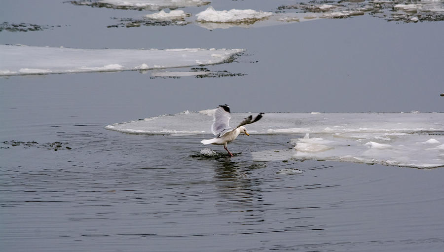 Gull Standing On Thin Ice Photograph by Holden The Moment