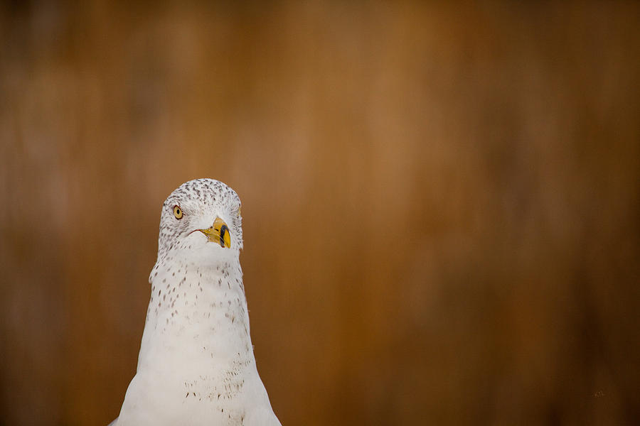 Gull Stare Photograph by Karol Livote