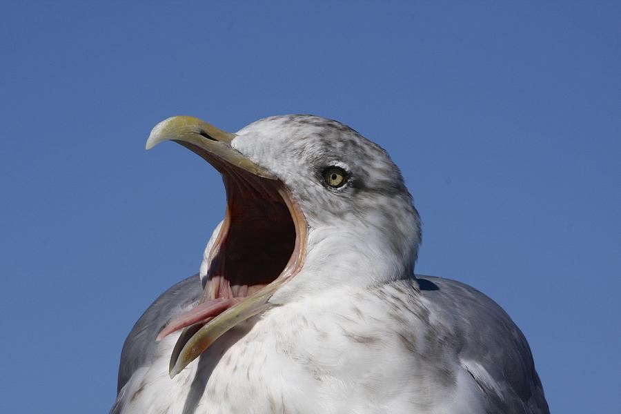 Seagull Photograph - Gull by Stuart Litoff
