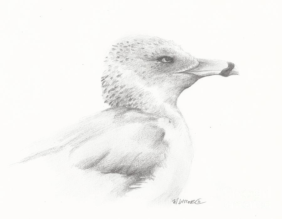 Gull Study Drawing by Meagan  Visser