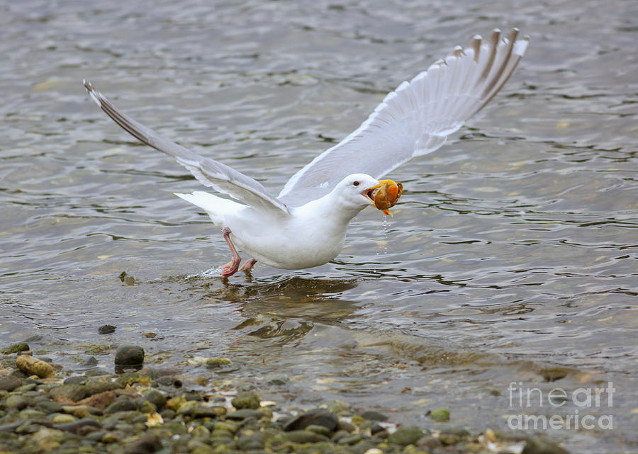 Seagull Photograph - Gull takes off with a shell  by Louise Heusinkveld