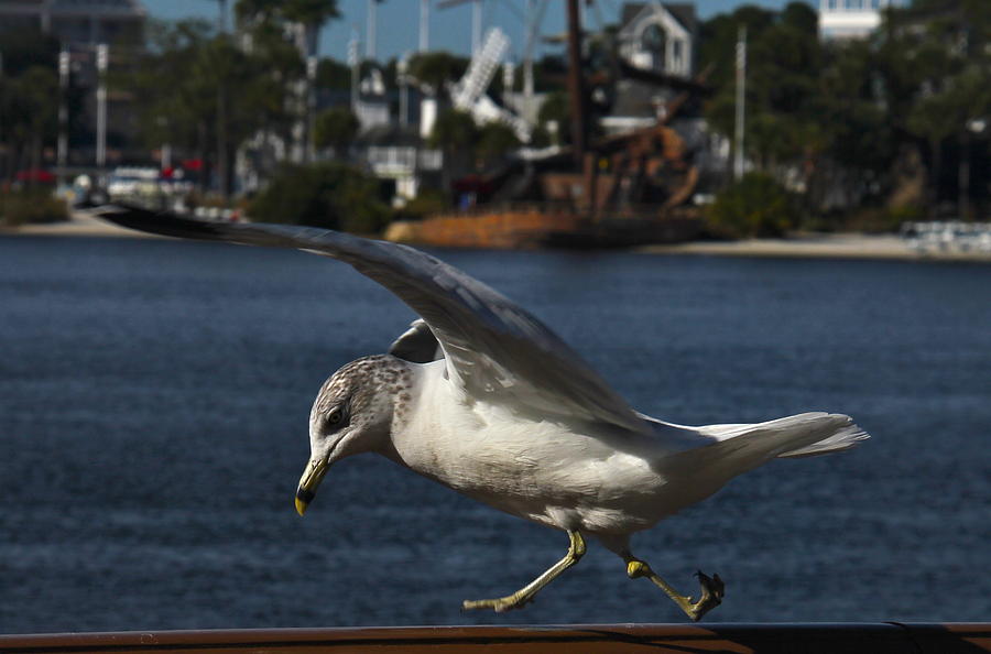 Gull Taking A Walk Photograph by Denise Mazzocco