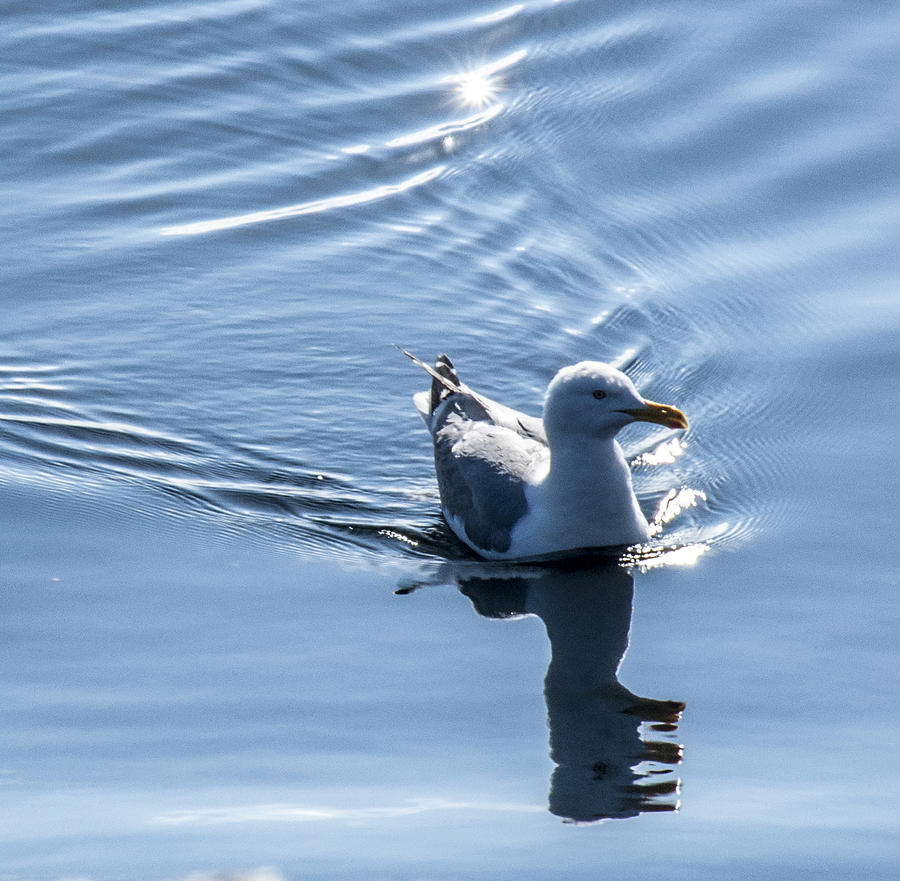 Gull Talk Photograph by Daniel Hebard