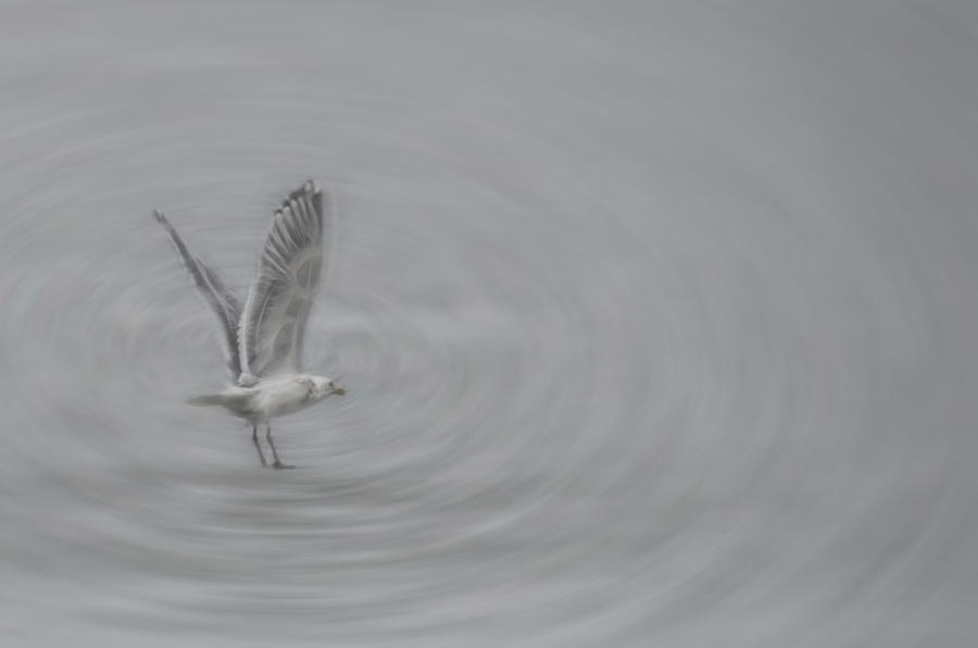 Gull Vortex Photograph by Beth Sawickie