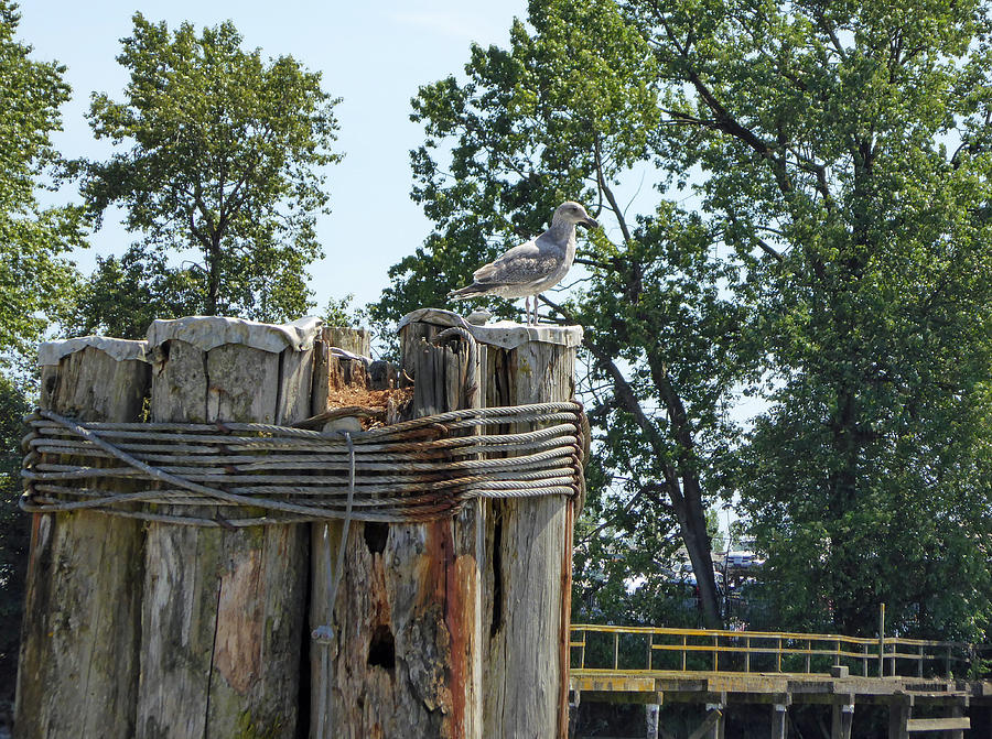 Seagull on the Pier Photograph by Laurie Tsemak