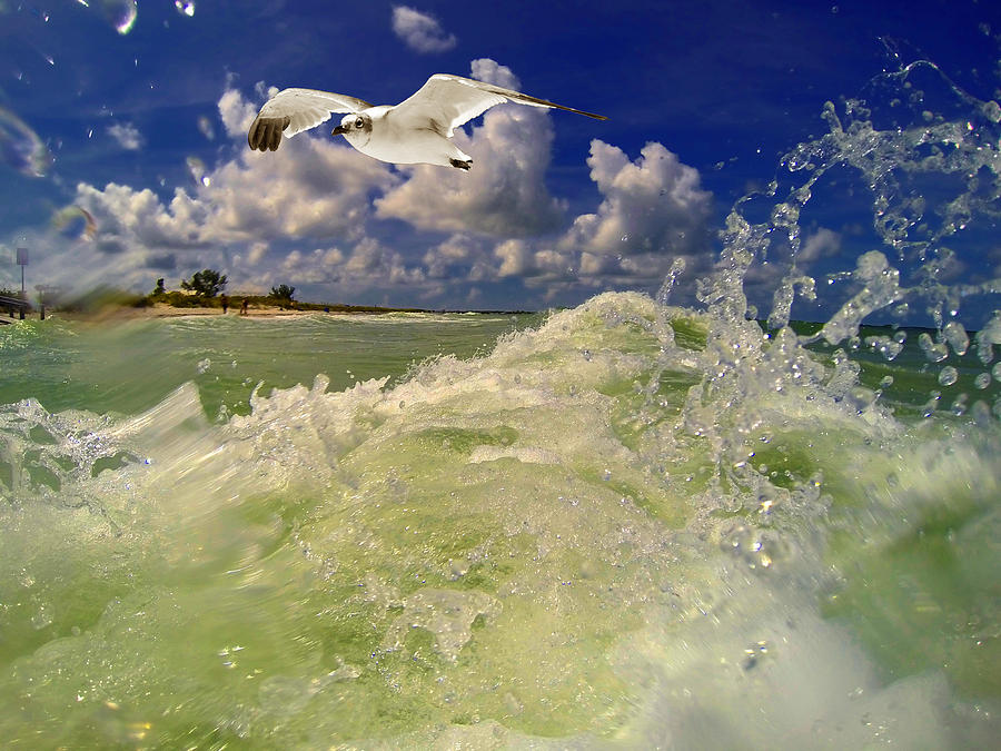 Gull Waves Photograph by Kevin Cable