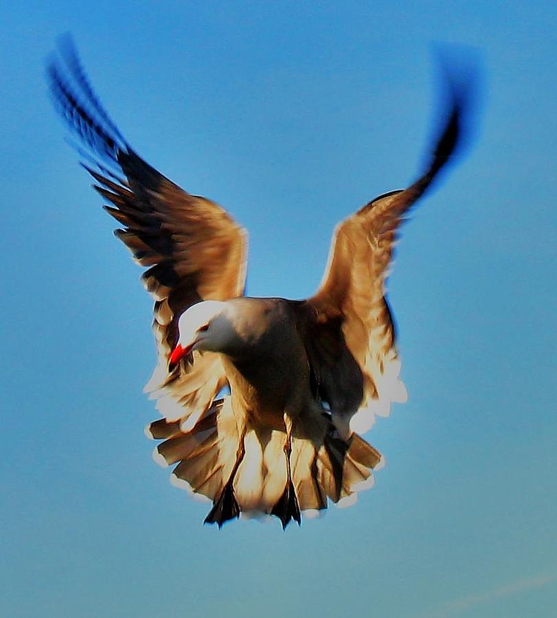 Gull Wing Photograph by John King I I I