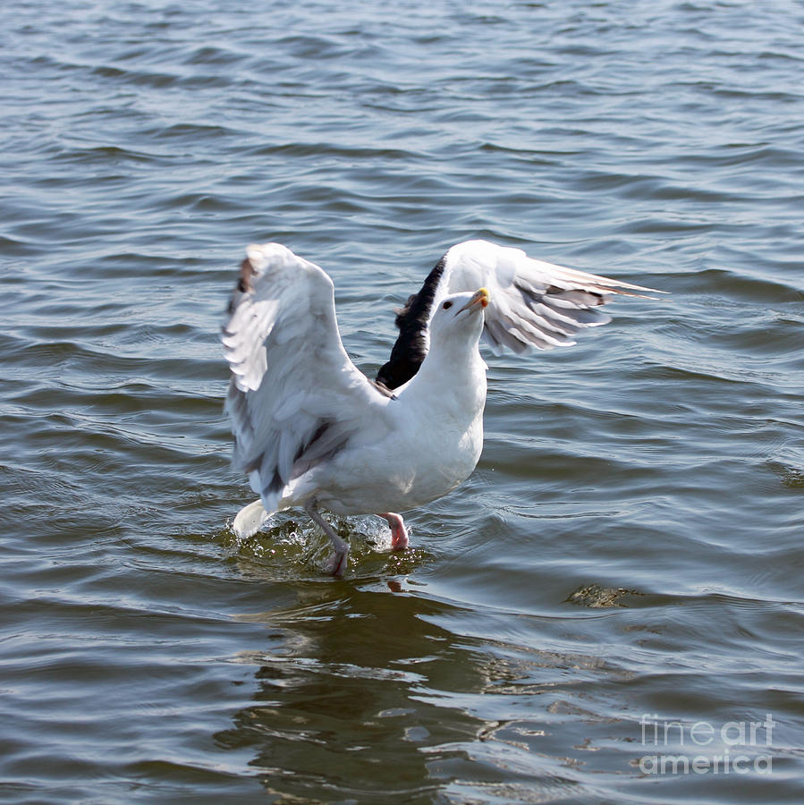 Gull Wings II Photograph by Mary Haber