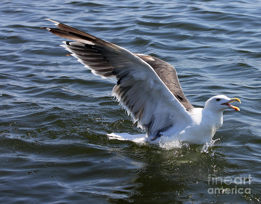 Gull Wings III Photograph by Mary Haber