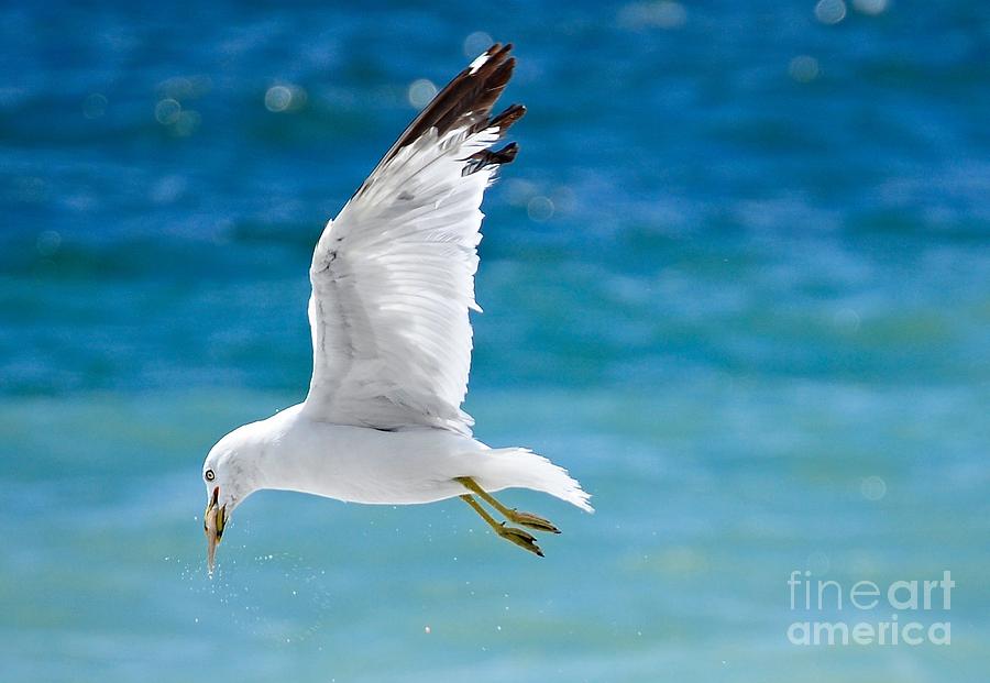 Herring Gull with Fish Photograph by Elaine Manley