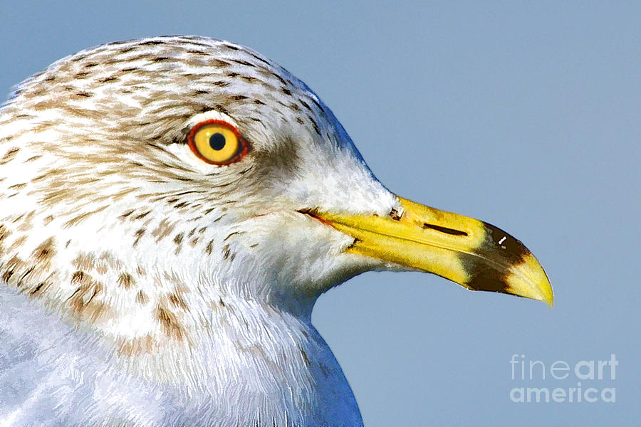 Gull yellow eye Photograph by Dan Friend